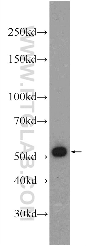 Cdc20 Polyclonal antibody