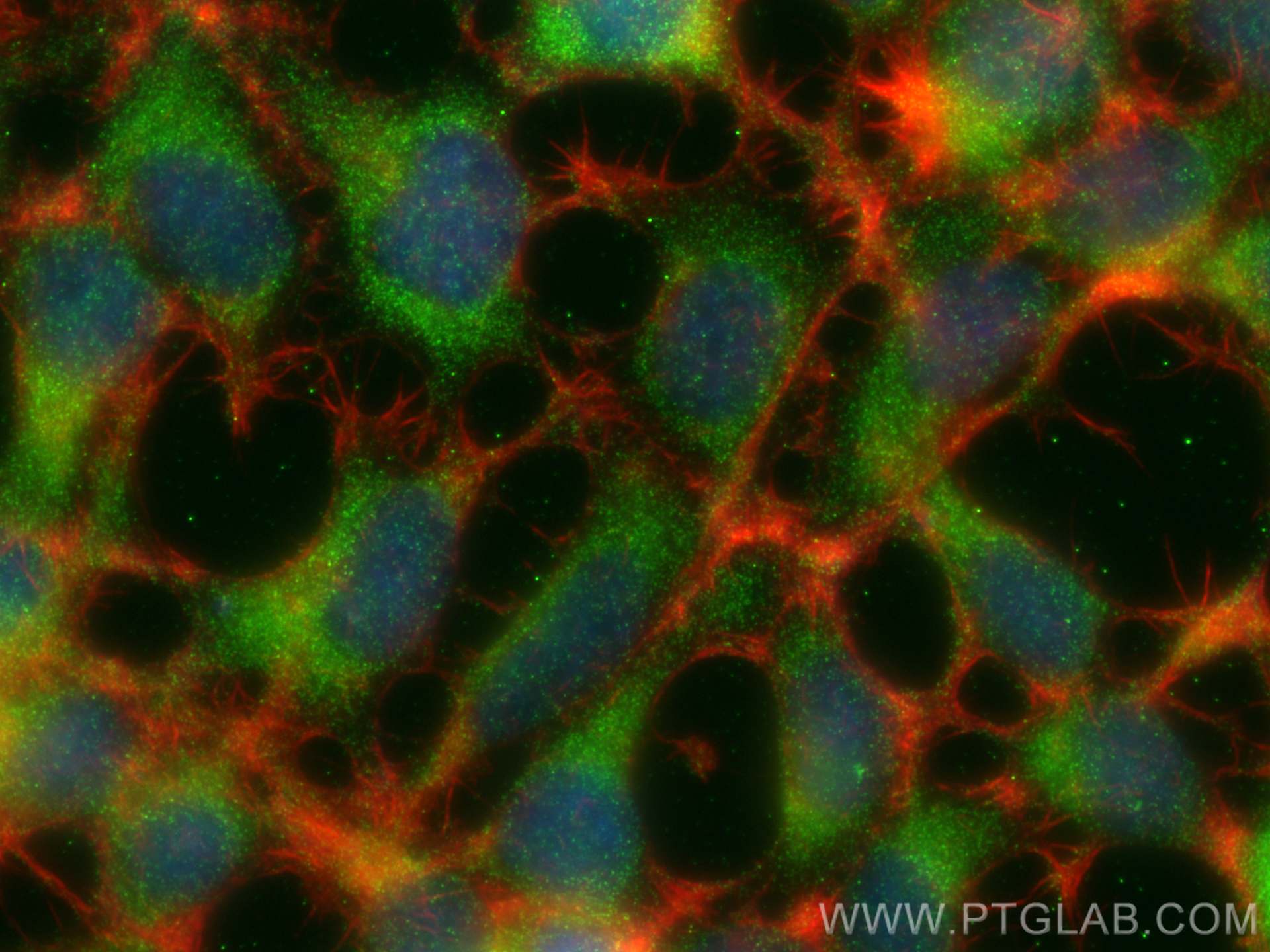 Immunofluorescence (IF) / fluorescent staining of HEK-293 cells using CDC20 Polyclonal antibody (30451-1-AP)