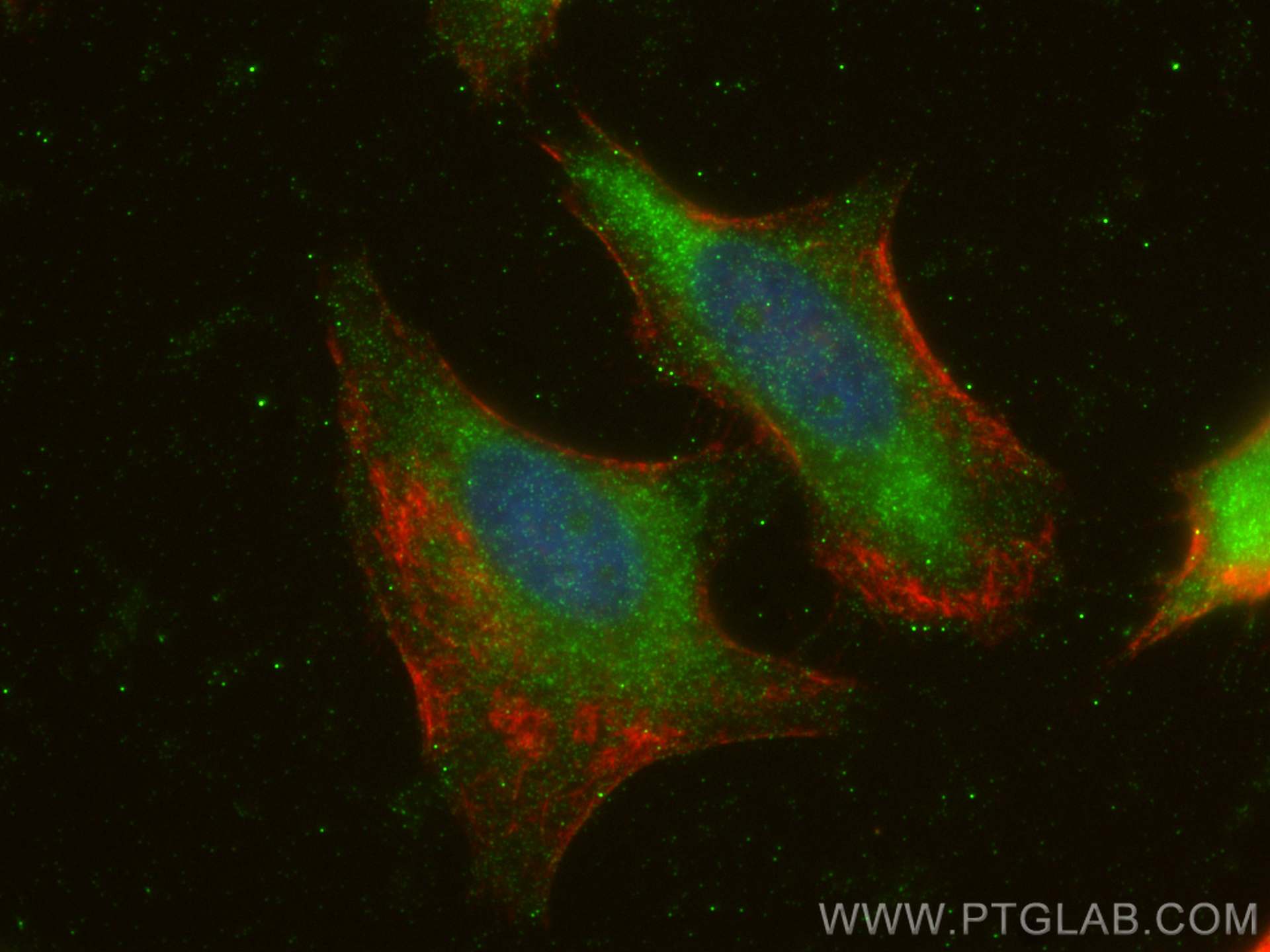 Immunofluorescence (IF) / fluorescent staining of HeLa cells using CDC20 Polyclonal antibody (30451-1-AP)