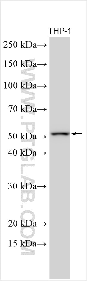 Western Blot (WB) analysis of various lysates using CDC20 Polyclonal antibody (30451-1-AP)