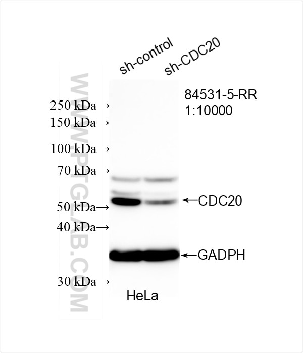 CDC20