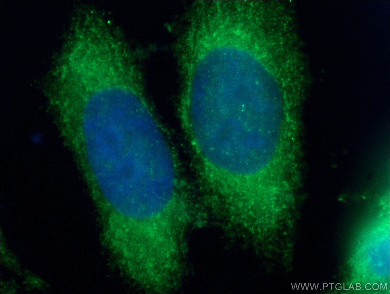 Immunofluorescence (IF) / fluorescent staining of HeLa cells using CDC20B Polyclonal antibody (13376-1-AP)