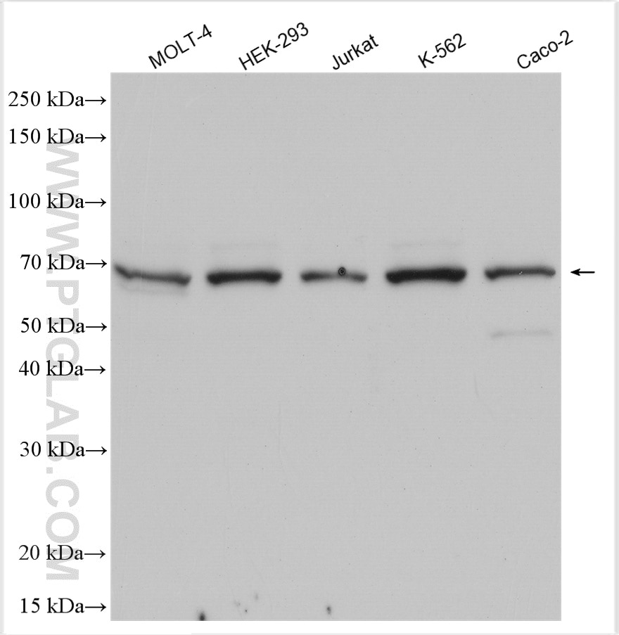 Western Blot (WB) analysis of various lysates using CDC23 Polyclonal antibody (10683-1-AP)