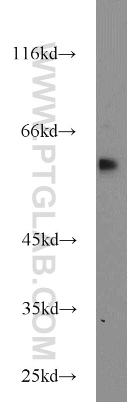 CDC23