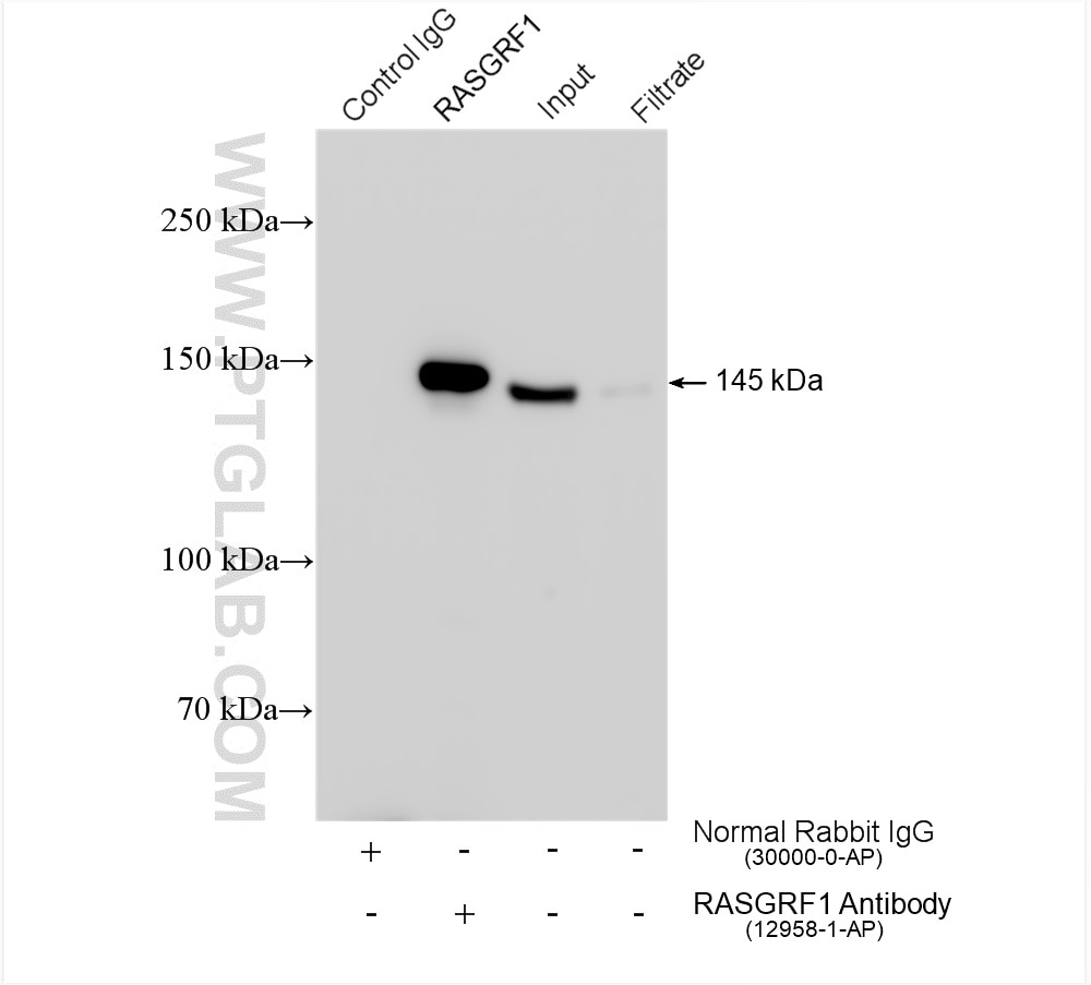 Immunoprecipitation (IP) experiment of rat brain tissue using RASGRF1 Polyclonal antibody (12958-1-AP)