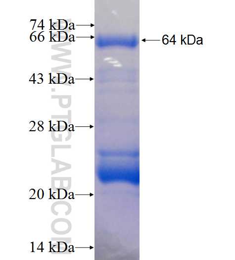 RASGRF1 fusion protein Ag4072 SDS-PAGE