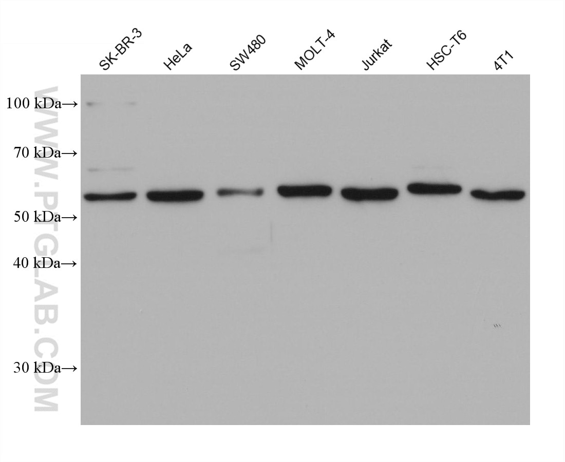 Western Blot (WB) analysis of various lysates using CDC25A Monoclonal antibody (68457-1-Ig)