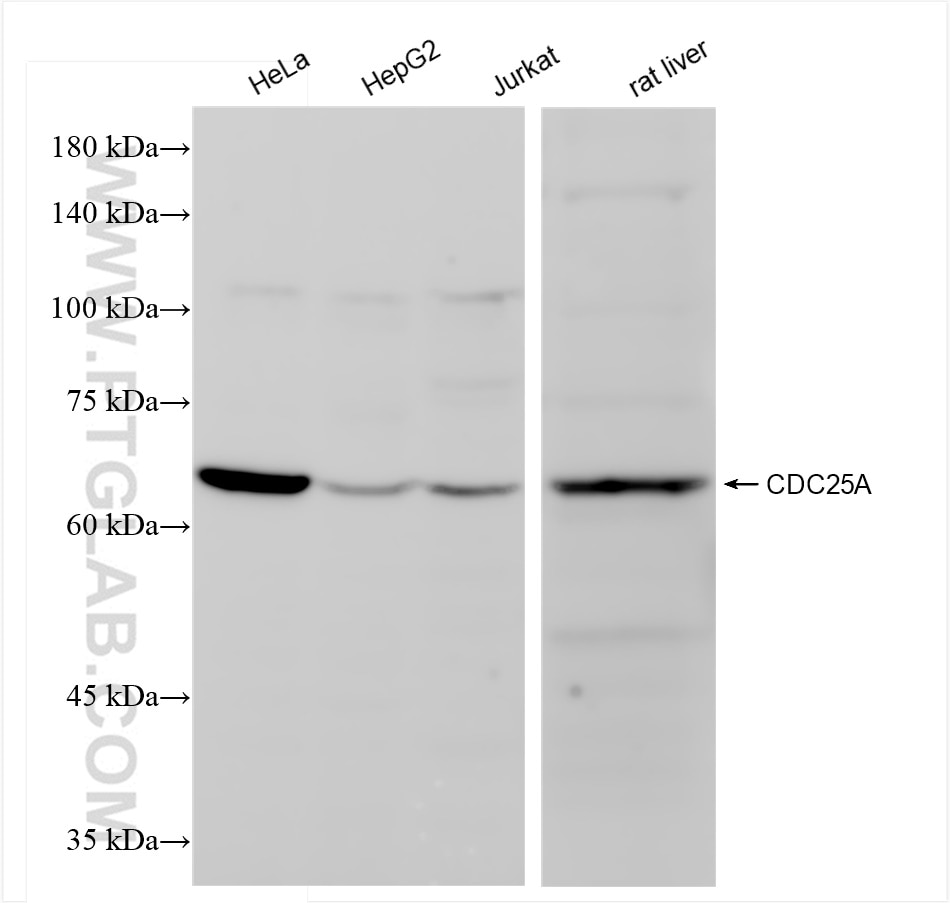 Western Blot (WB) analysis of various lysates using CDC25A Recombinant antibody (84145-1-RR)