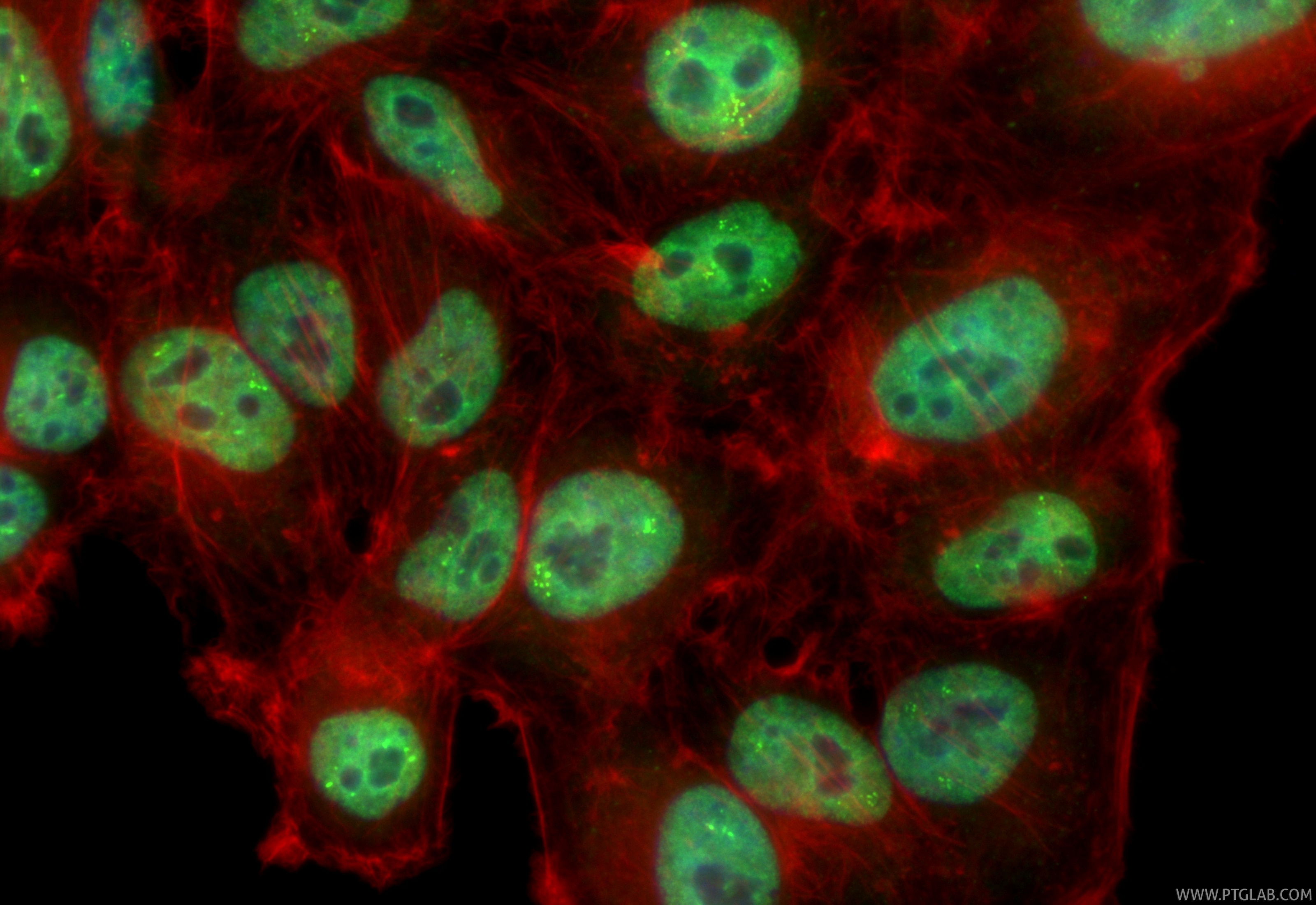 Immunofluorescence (IF) / fluorescent staining of HepG2 cells using CoraLite® Plus 488-conjugated CDC25A Recombinant m (CL488-84145-2)