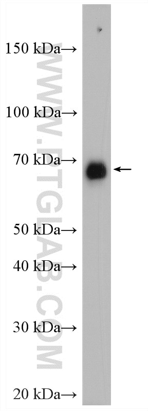 WB analysis of HeLa using 28109-1-AP