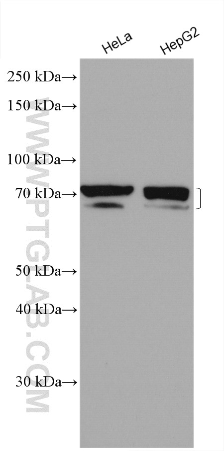 Western Blot (WB) analysis of various lysates using CDC25B Polyclonal antibody (28109-1-AP)