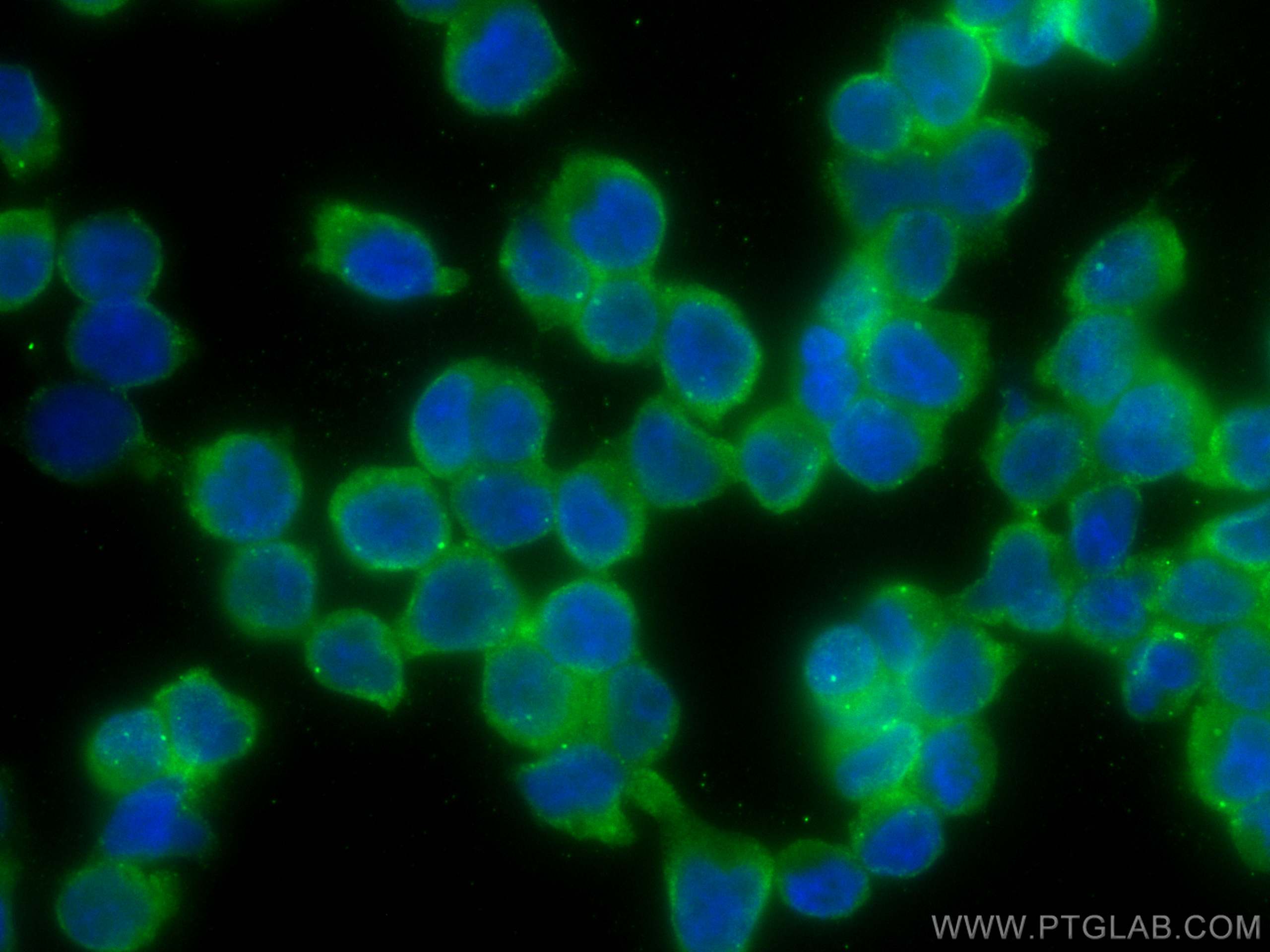 IF Staining of Jurkat using CL488-67145