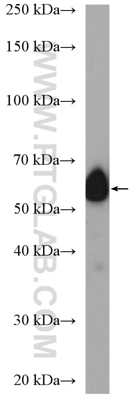Western Blot (WB) analysis of Raji cells using CDC25C Polyclonal antibody (16485-1-AP)