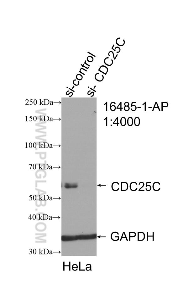 Western Blot (WB) analysis of HeLa cells using CDC25C Polyclonal antibody (16485-1-AP)