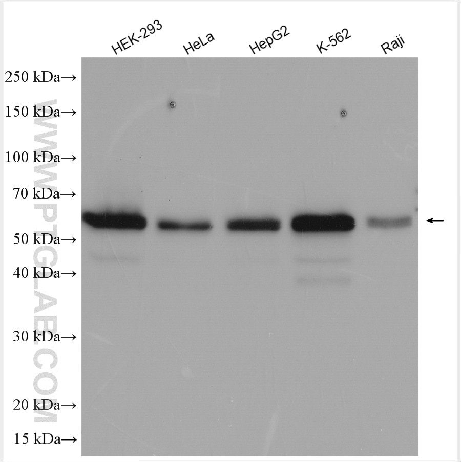 Western Blot (WB) analysis of various lysates using CDC25C Polyclonal antibody (16485-1-AP)