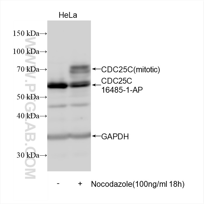 Western Blot (WB) analysis of HeLa cells using CDC25C Polyclonal antibody (16485-1-AP)