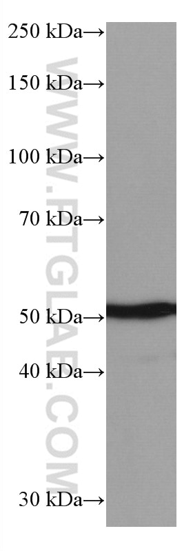 Western Blot (WB) analysis of HEK-293 cells using CDC25C Monoclonal antibody (66912-1-Ig)