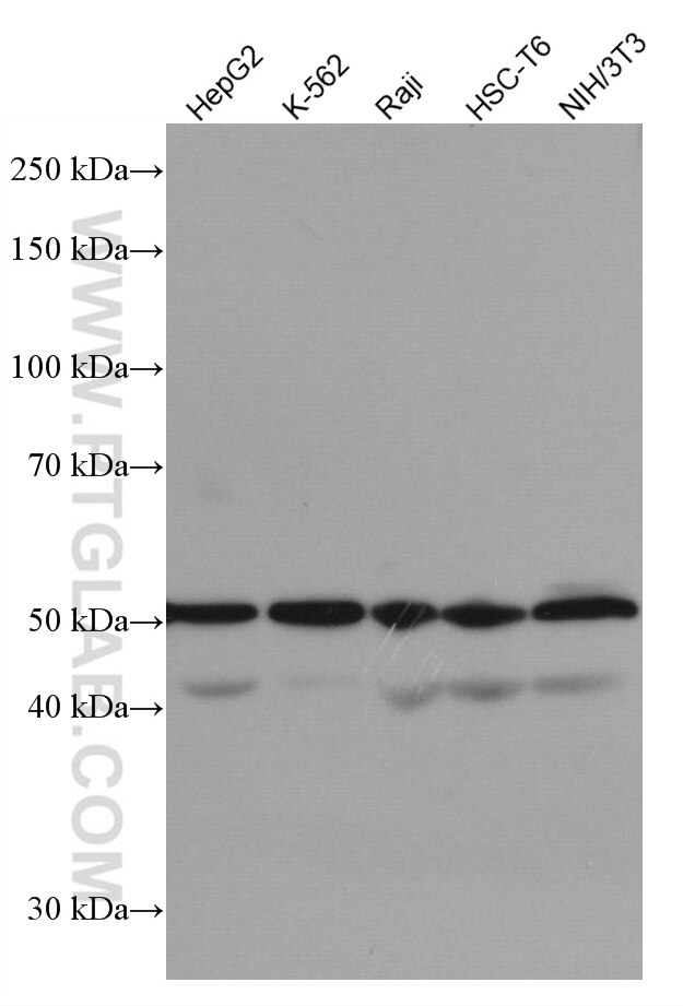 Western Blot (WB) analysis of various lysates using CDC25C Monoclonal antibody (66912-1-Ig)