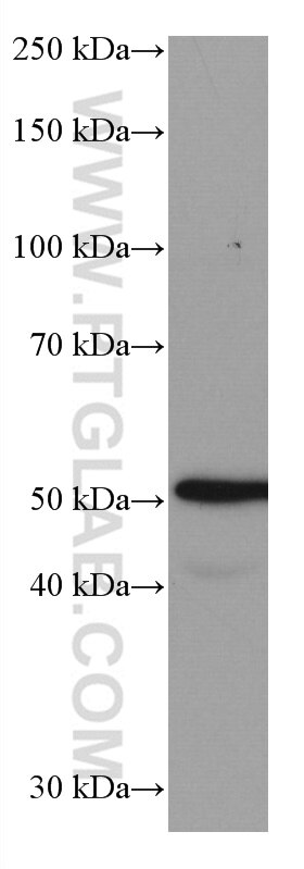 Western Blot (WB) analysis of HeLa cells using CDC25C Monoclonal antibody (66912-1-Ig)