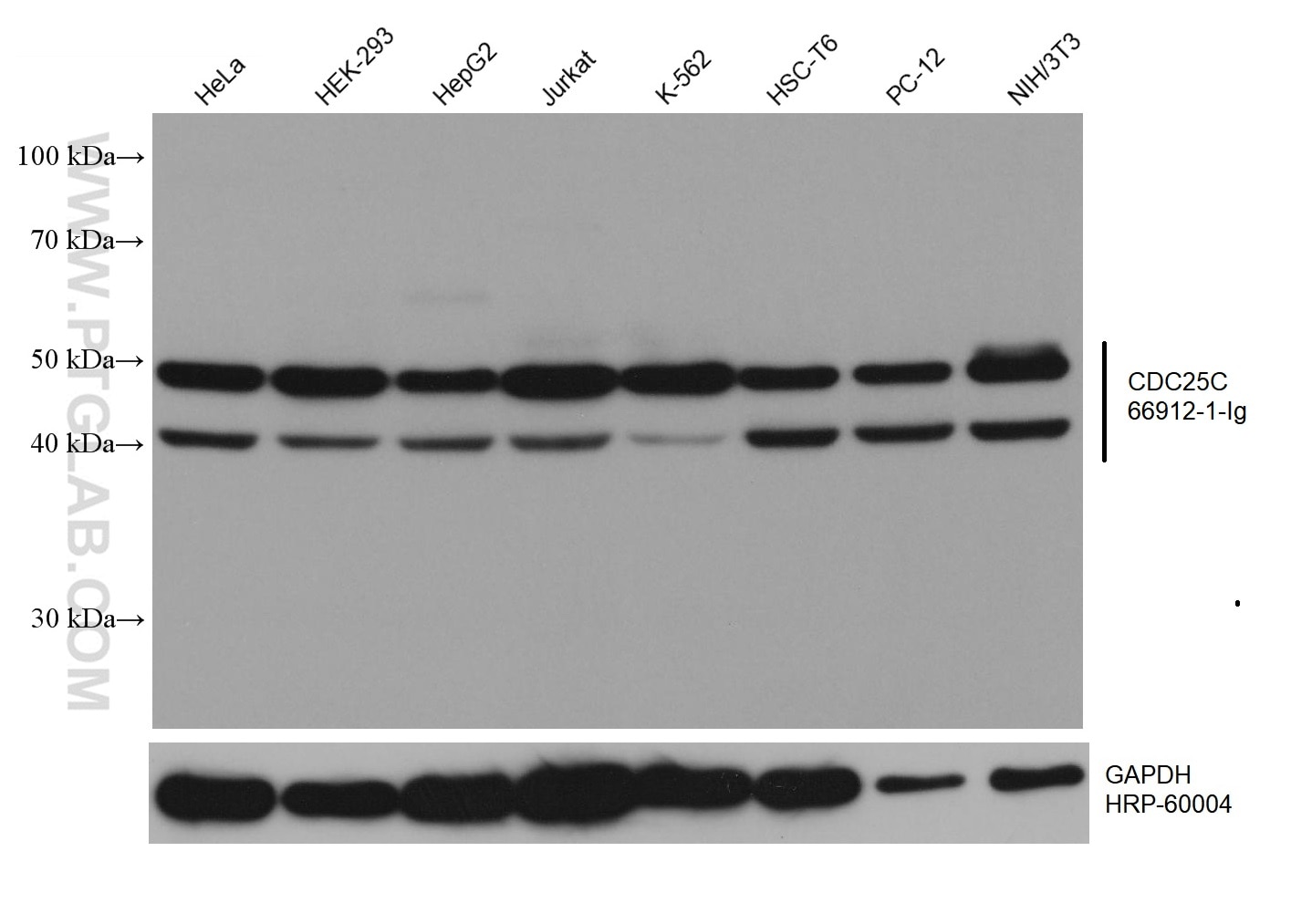 Western Blot (WB) analysis of various lysates using CDC25C Monoclonal antibody (66912-1-Ig)