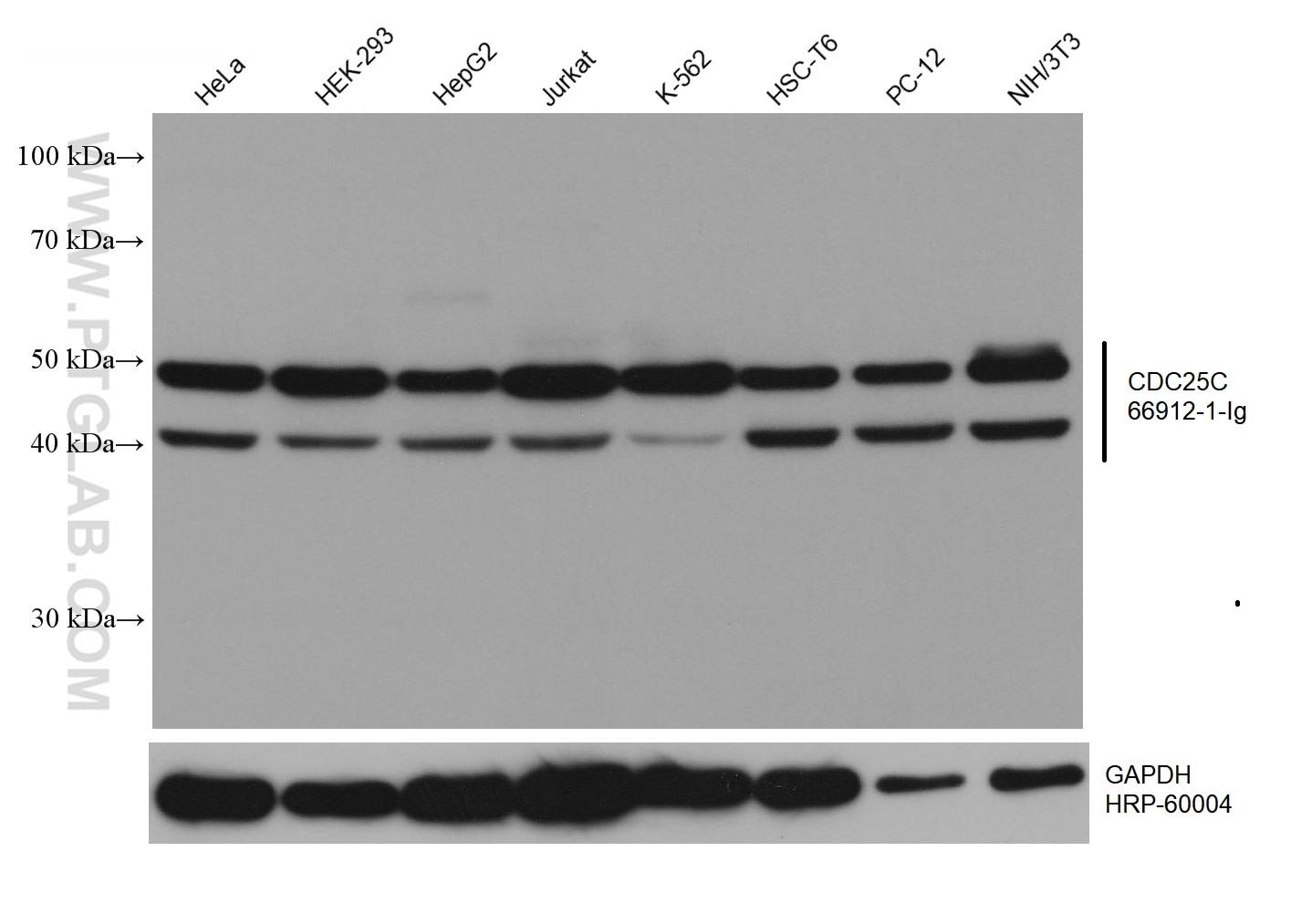 WB analysis using 66912-1-Ig