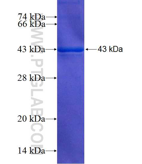 CDC25C fusion protein Ag10240 SDS-PAGE