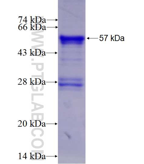 CDC25C fusion protein Ag9607 SDS-PAGE