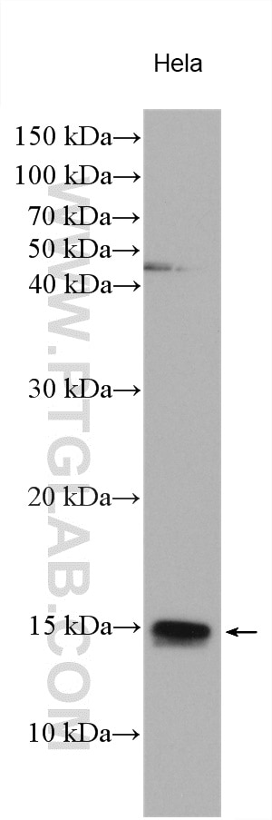 Western Blot (WB) analysis of various lysates using CDC26 Polyclonal antibody (14125-1-AP)