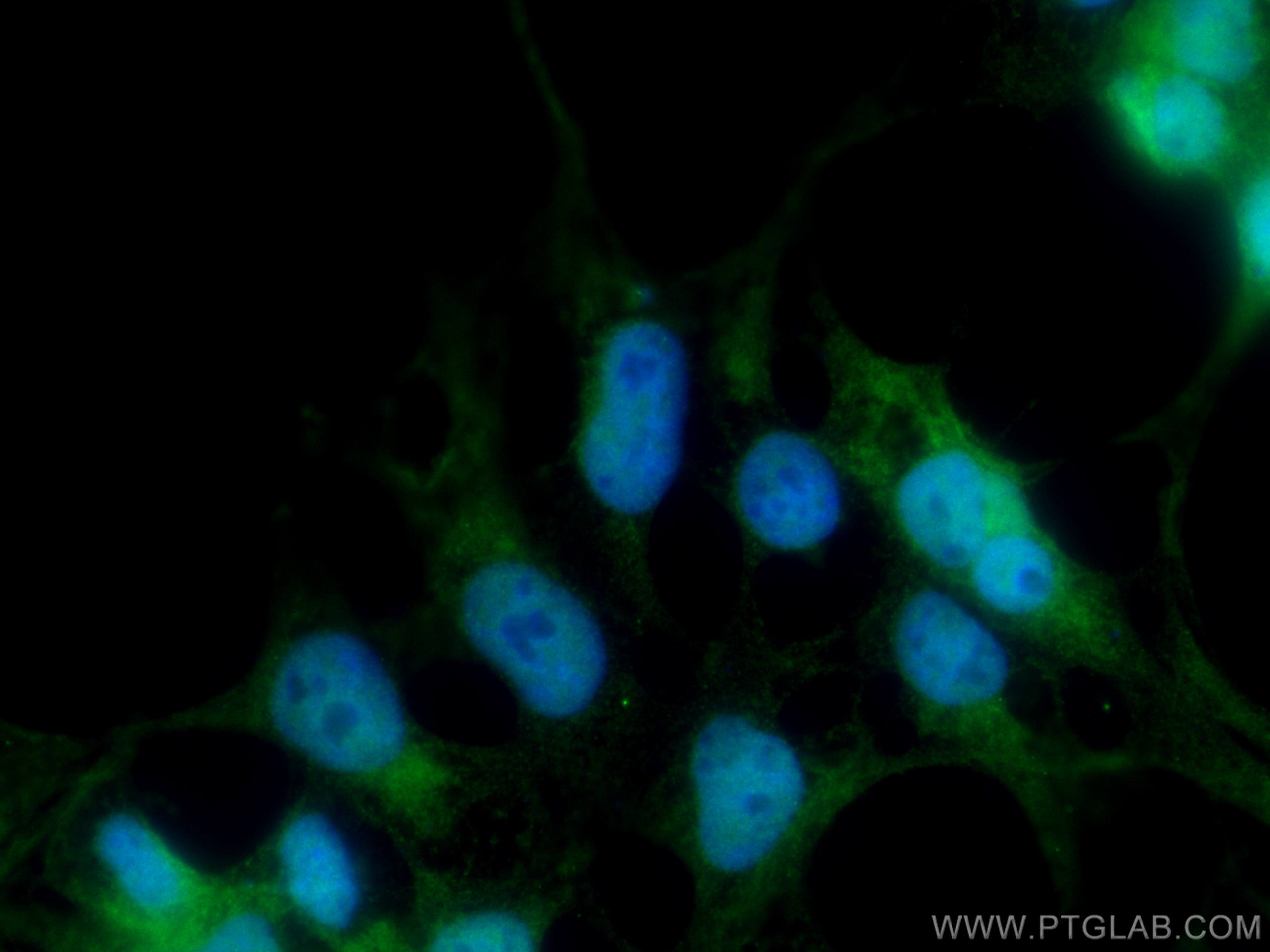 Immunofluorescence (IF) / fluorescent staining of HEK-293 cells using CDC27; APC3 Monoclonal antibody (67239-1-Ig)