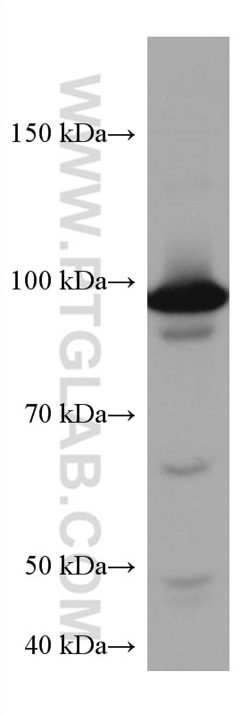 Western Blot (WB) analysis of HEK-293 cells using CDC27; APC3 Monoclonal antibody (67239-1-Ig)