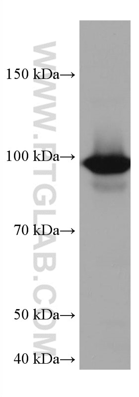 Western Blot (WB) analysis of Jurkat cells using CDC27; APC3 Monoclonal antibody (67239-1-Ig)