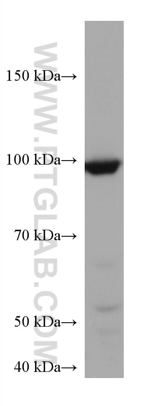Western Blot (WB) analysis of HSC-T6 cells using CDC27; APC3 Monoclonal antibody (67239-1-Ig)