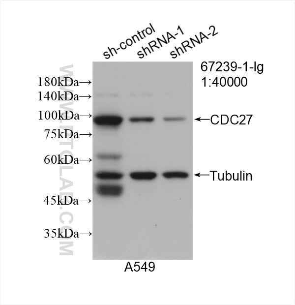 CDC27; APC3