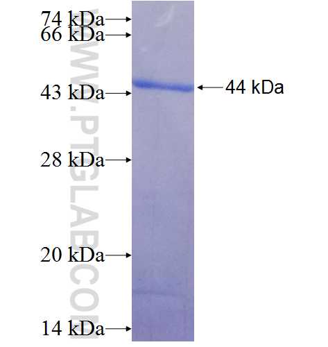 CDC27; APC3 fusion protein Ag25588 SDS-PAGE