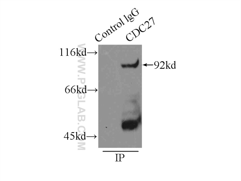 Immunoprecipitation (IP) experiment of K-562 cells using CDC27; APC3 Polyclonal antibody (10918-1-AP)