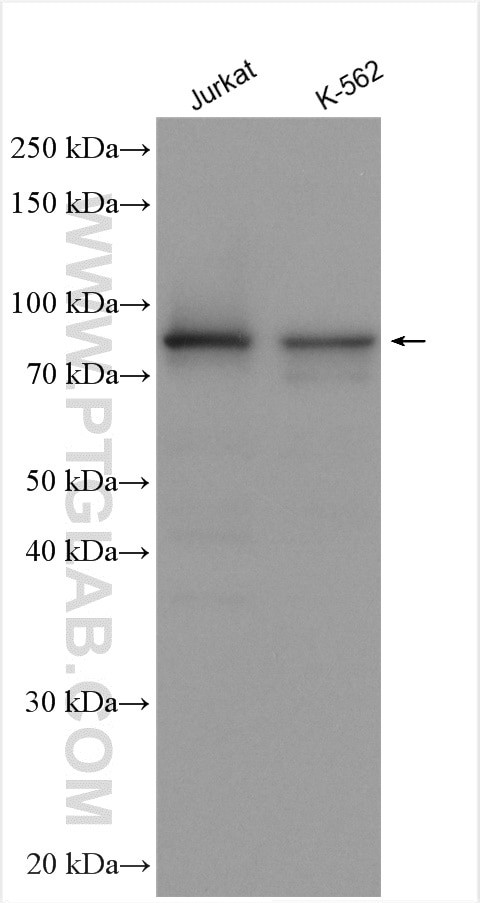Western Blot (WB) analysis of various lysates using CDC27; APC3 Polyclonal antibody (10918-1-AP)