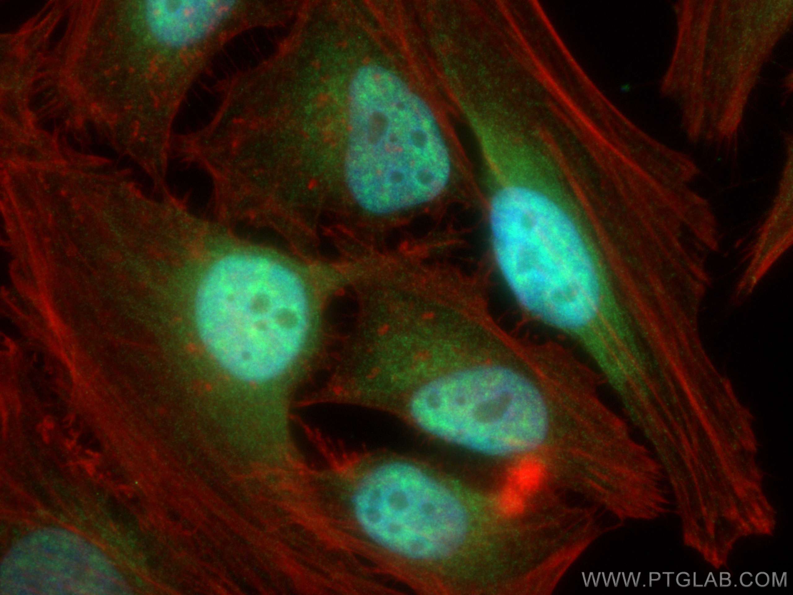 Immunofluorescence (IF) / fluorescent staining of HeLa cells using CDC2L1 Polyclonal antibody (28613-1-AP)