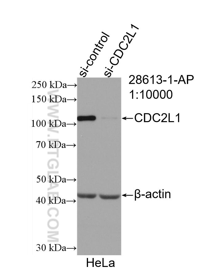 Western Blot (WB) analysis of HeLa cells using CDC2L1 Polyclonal antibody (28613-1-AP)
