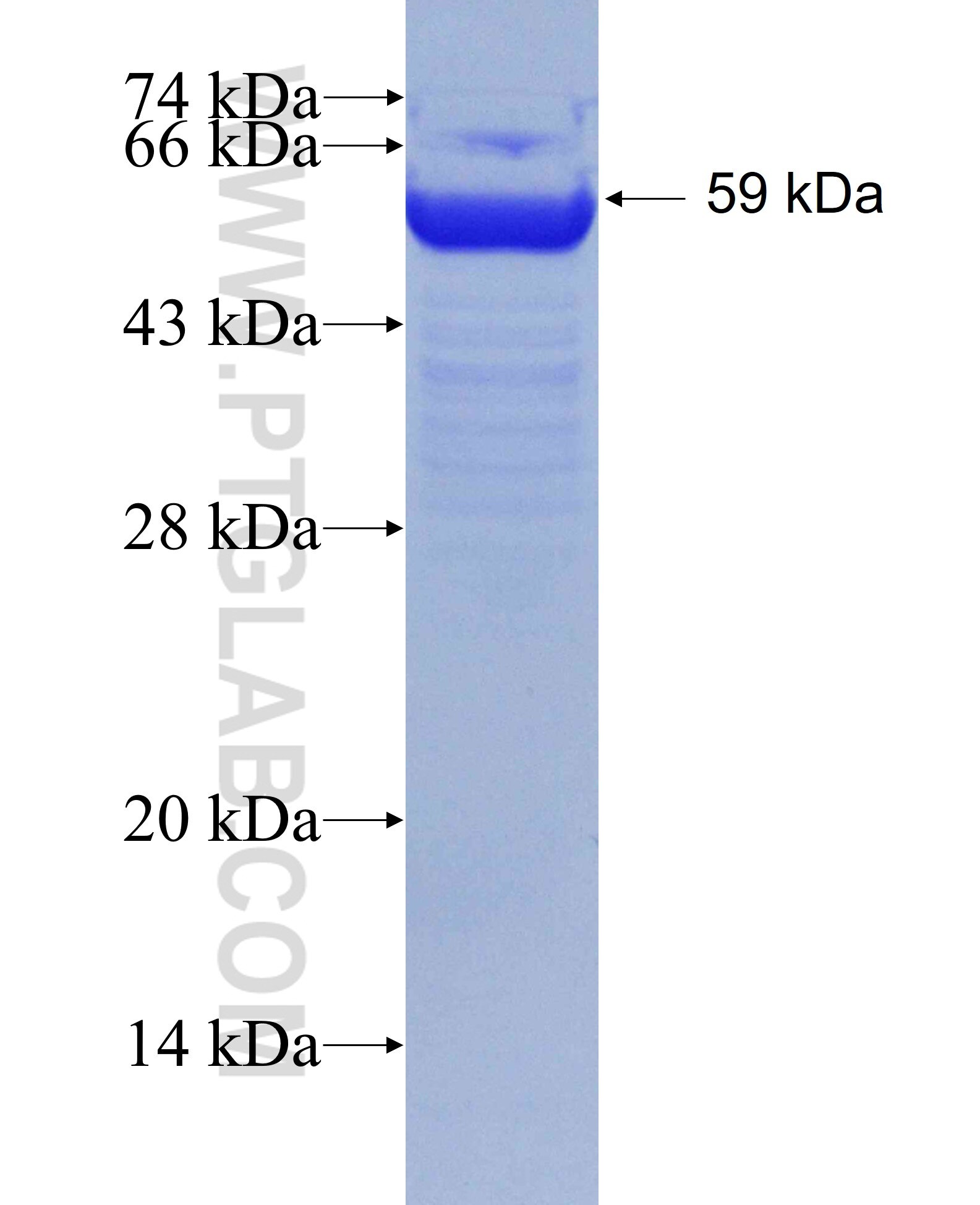 CDC2L1 fusion protein Ag28743 SDS-PAGE