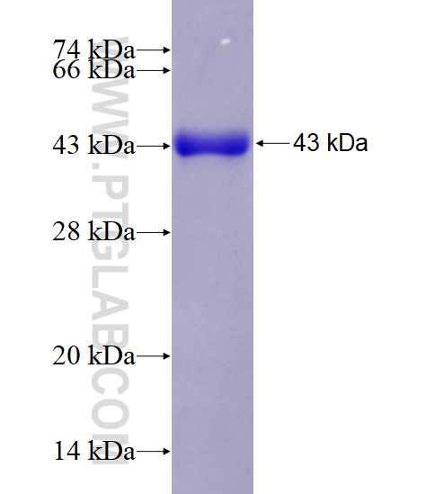 CDC2L6 fusion protein Ag4731 SDS-PAGE
