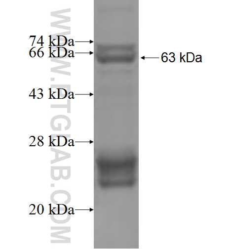 CDC2L6 fusion protein Ag4903 SDS-PAGE