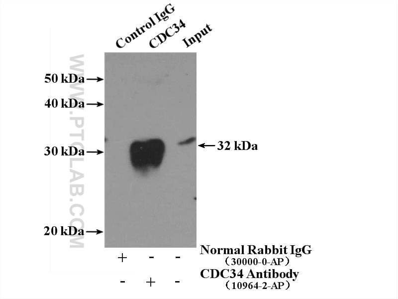 Immunoprecipitation (IP) experiment of mouse testis tissue using CDC34 Polyclonal antibody (10964-2-AP)