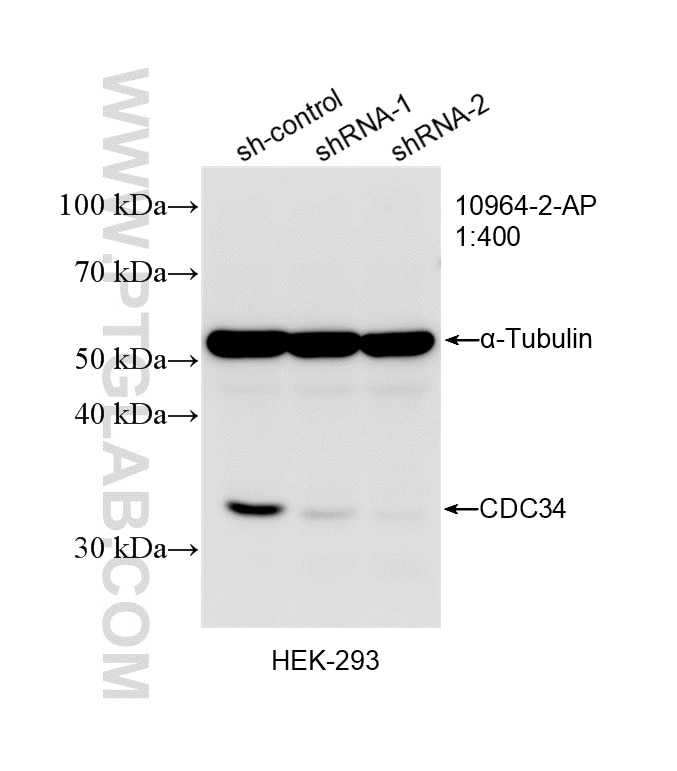 Western Blot (WB) analysis of HEK-293 cells using CDC34 Polyclonal antibody (10964-2-AP)
