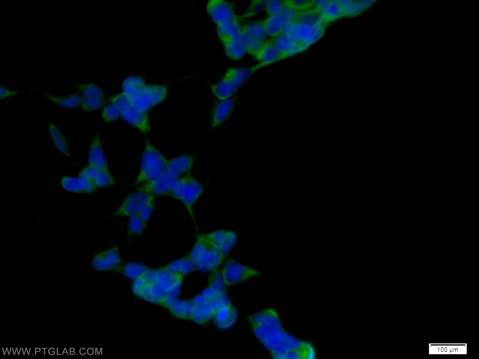 Immunofluorescence (IF) / fluorescent staining of HEK-293 cells using CDC37 Polyclonal antibody (10218-1-AP)