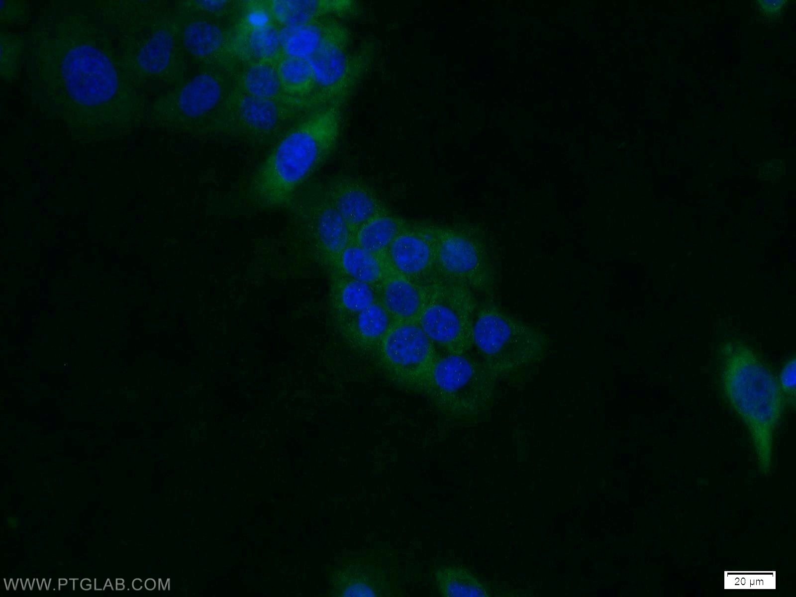 Immunofluorescence (IF) / fluorescent staining of A431 cells using CDC37 Polyclonal antibody (10218-1-AP)