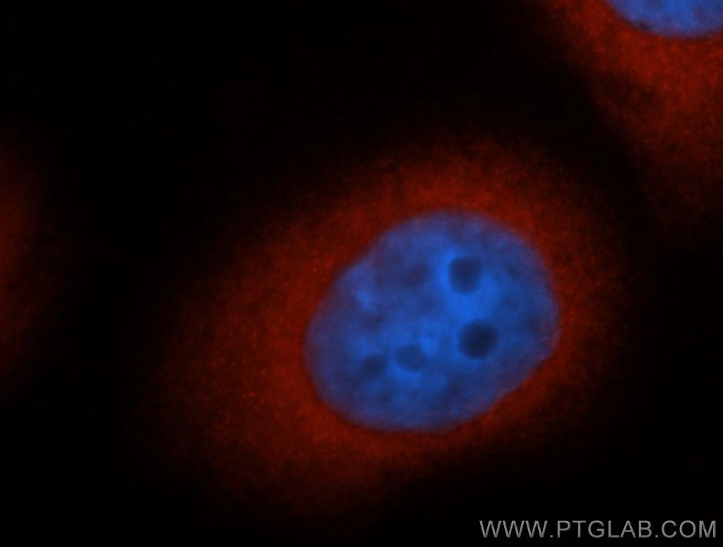 Immunofluorescence (IF) / fluorescent staining of MCF-7 cells using CDC37 Polyclonal antibody (10218-1-AP)