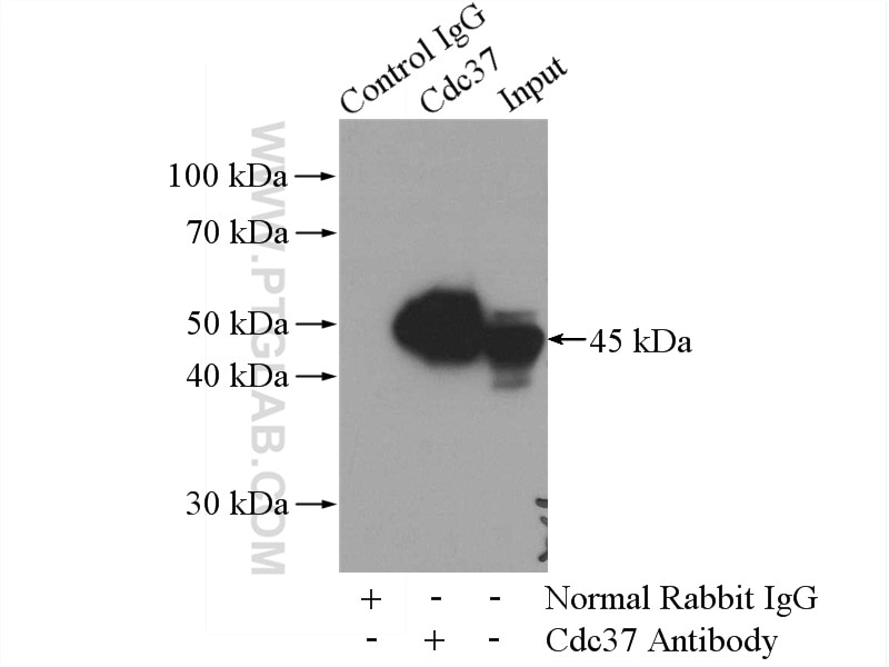 Immunoprecipitation (IP) experiment of HEK-293 cells using CDC37 Polyclonal antibody (10218-1-AP)