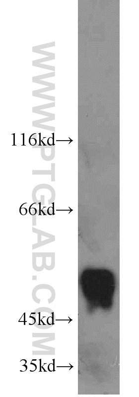 Western Blot (WB) analysis of COS-7 cells using CDC37 Polyclonal antibody (10218-1-AP)