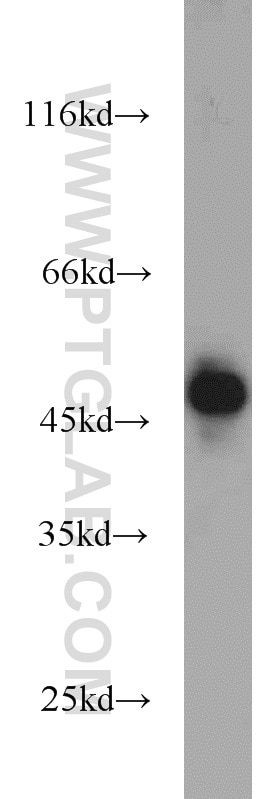 Western Blot (WB) analysis of Jurkat cells using CDC37 Polyclonal antibody (10218-1-AP)