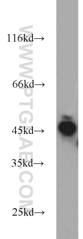 Western Blot (WB) analysis of HEK-293 cells using CDC37 Polyclonal antibody (10218-1-AP)